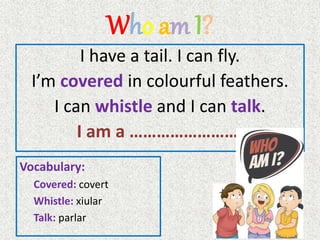 Who am I?
I have a tail. I can fly.
I’m covered in colourful feathers.
I can whistle and I can talk.
I am a …………………….
Vocabulary:
Covered: covert
Whistle: xiular
Talk: parlar
 