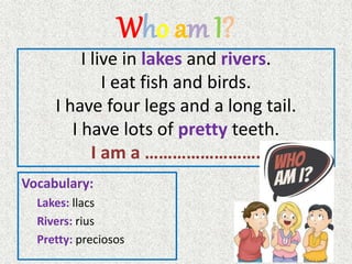 Who am I?
I live in lakes and rivers.
I eat fish and birds.
I have four legs and a long tail.
I have lots of pretty teeth.
I am a …………………….
Vocabulary:
Lakes: llacs
Rivers: rius
Pretty: preciosos
 
