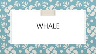 WHALE
 