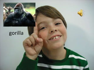 gorilla 
