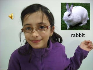 rabbit 