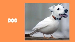 Guess the hybrid animal part 2.pptx