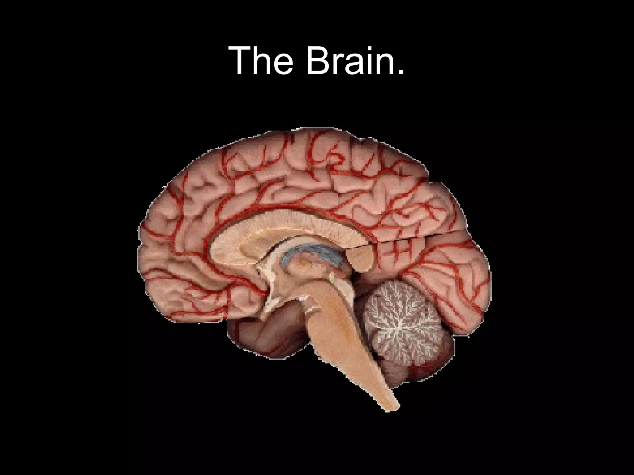 The Brain.
 