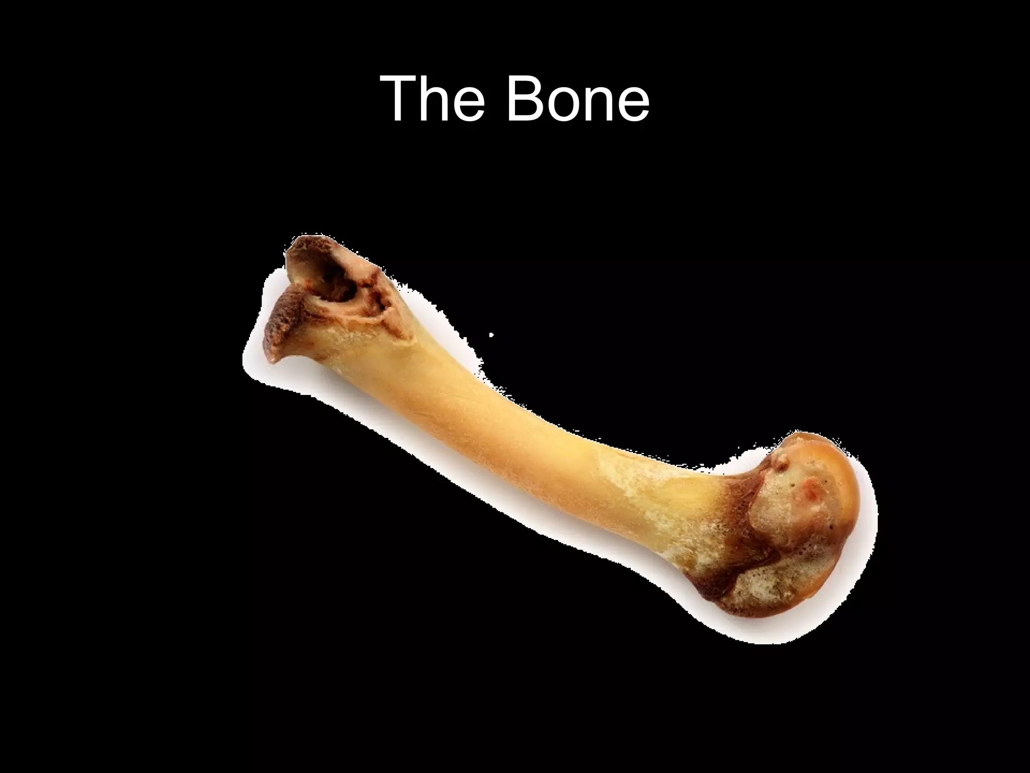 The Bone
 