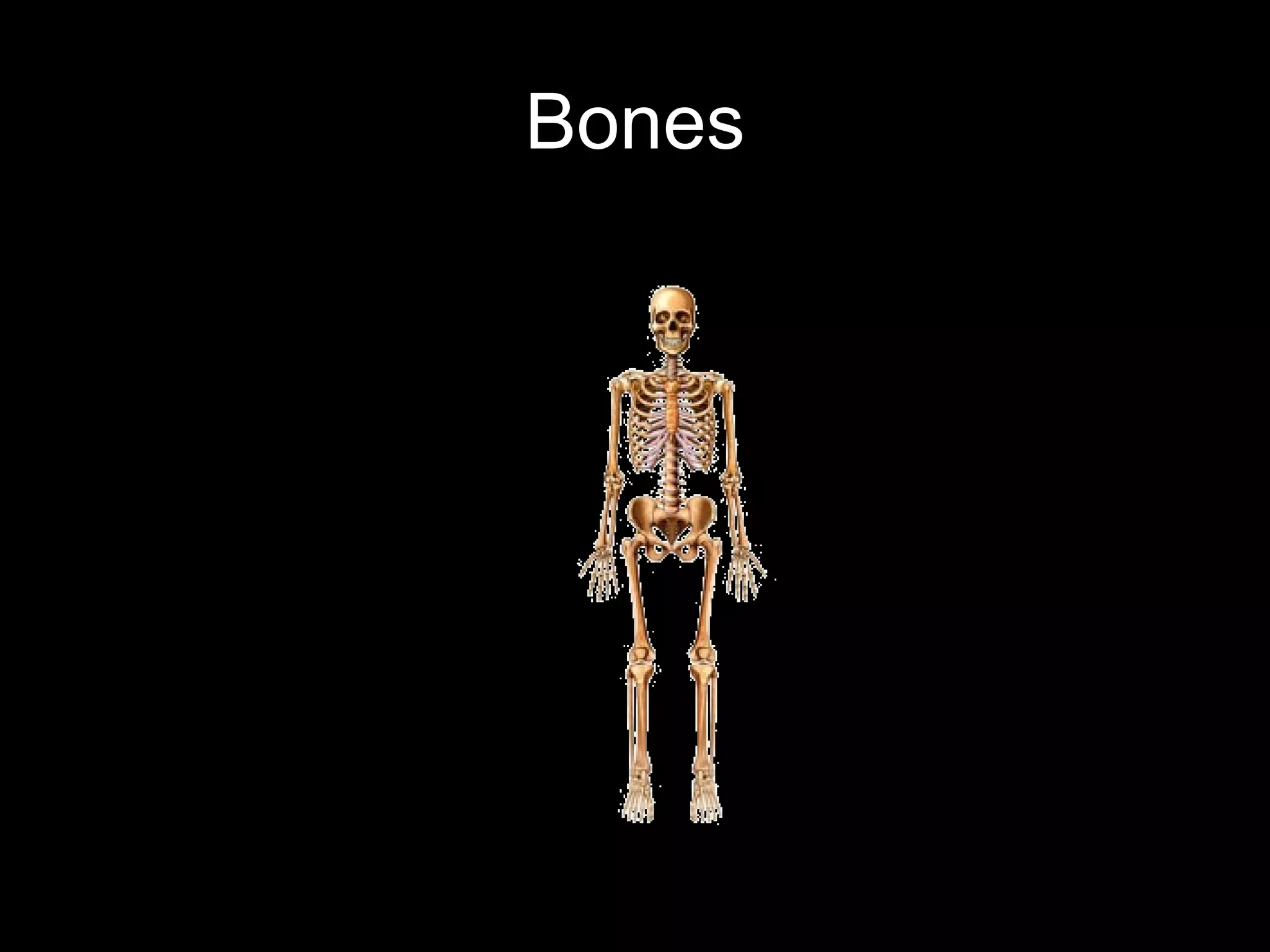 Bones
 