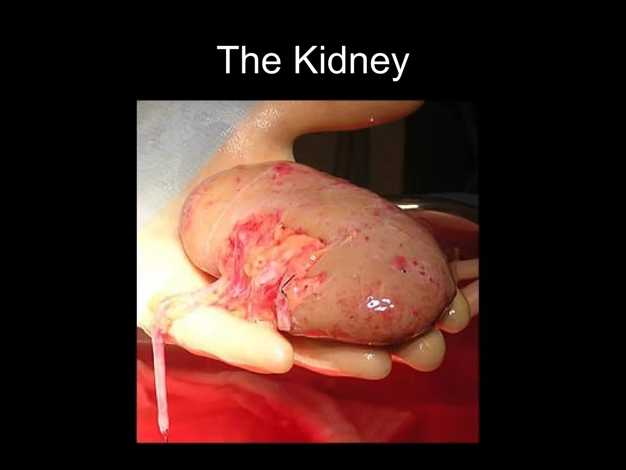 The Kidney
 