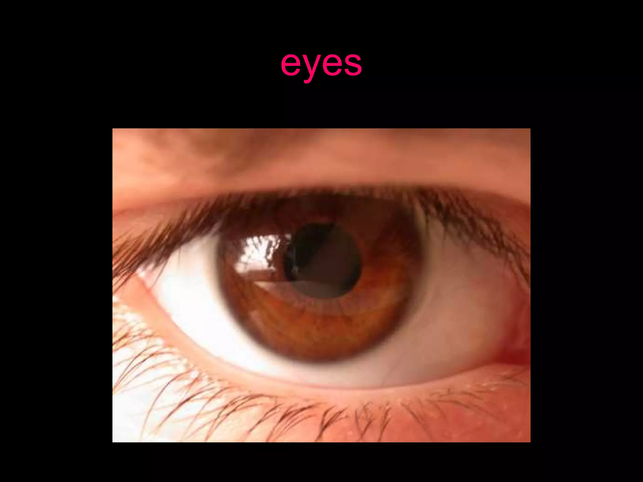 eyes
 
