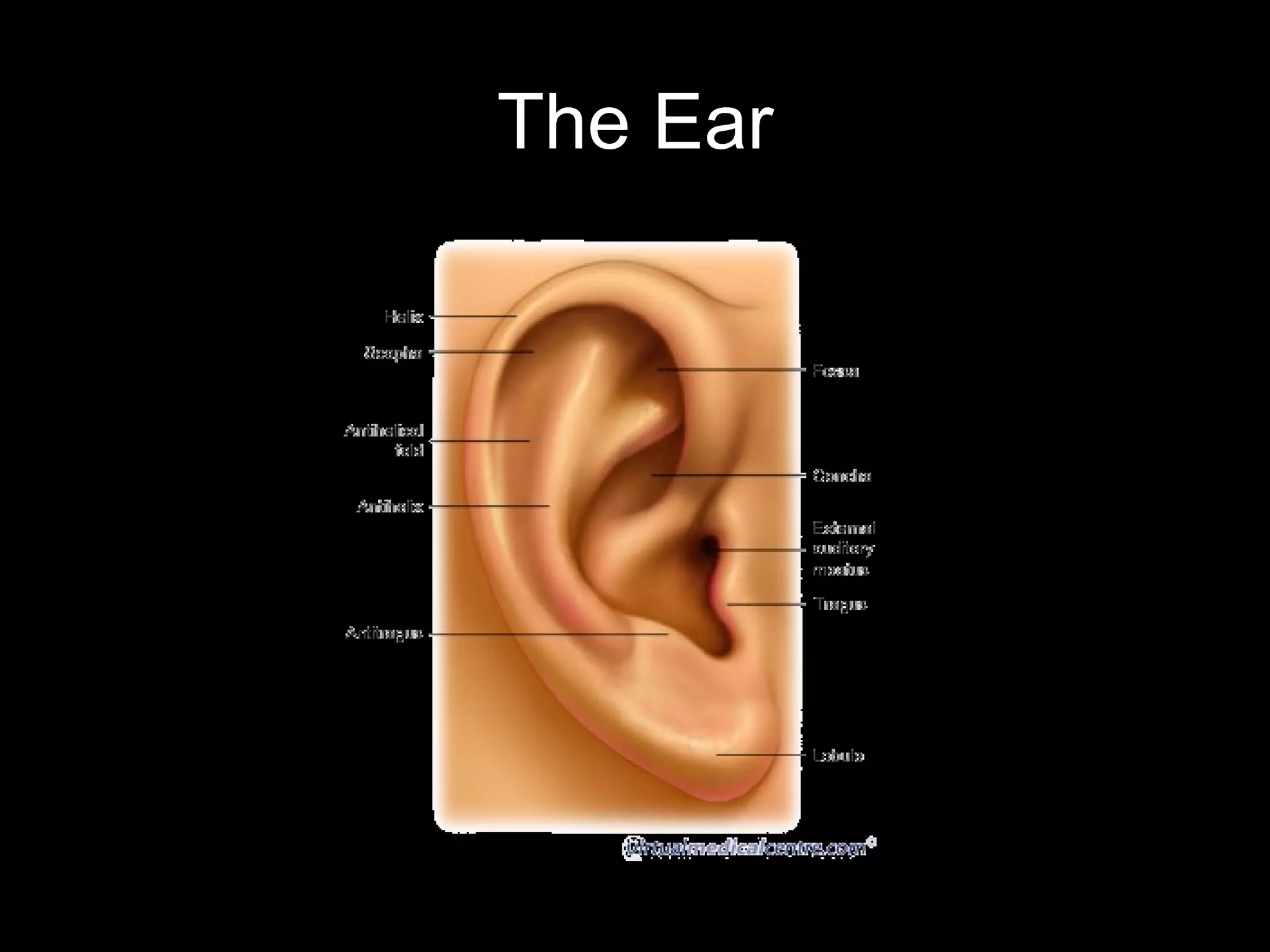 The Ear
 