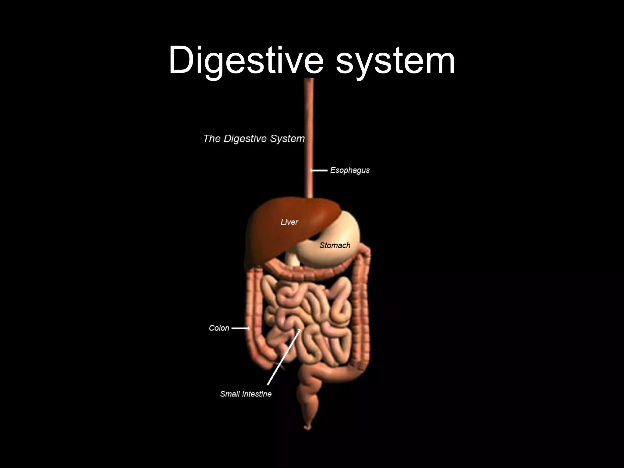 Digestive system
 