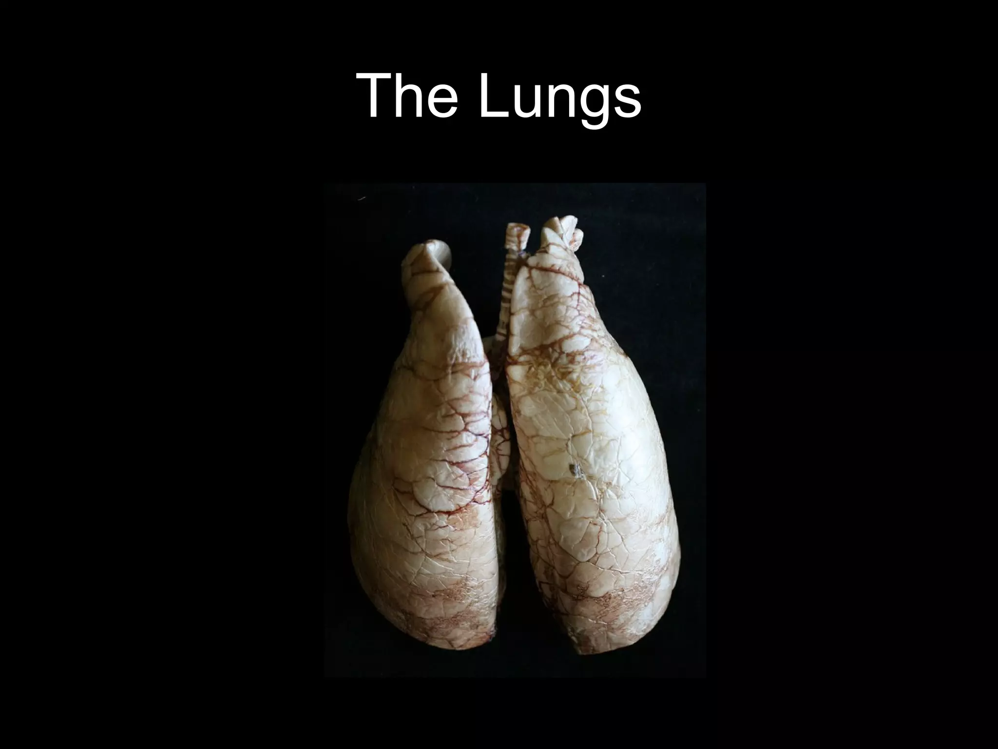 The Lungs
 