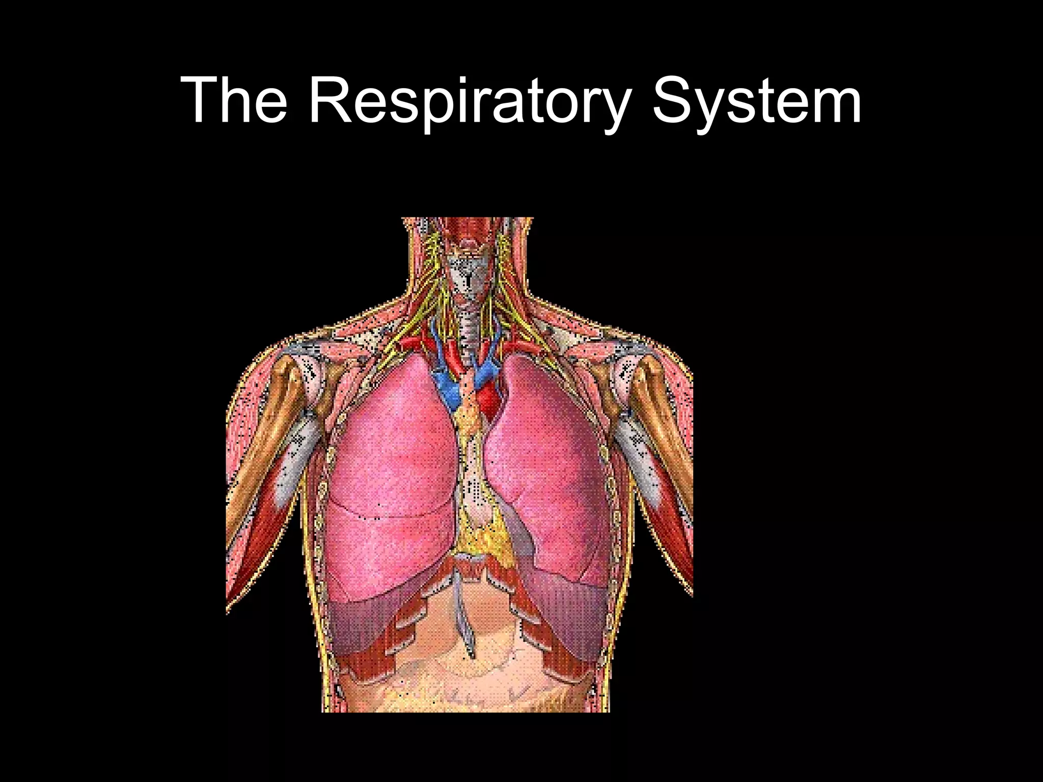The Respiratory System
 