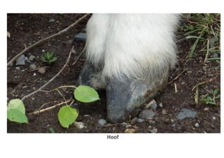 Hoof