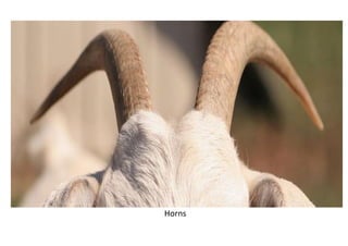 Horns