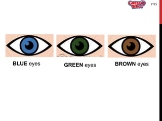 EYES
BLUE eyes GREEN eyes BROWN eyes
 