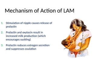Mechanism of Action of LAM
1. Stimulation of nipple causes release of
prolactin
2. Prolactin and oxytocin result in
increased milk production (which
encourages suckling)
3. Prolactin reduces estrogen secretion
and suppresses ovulation
 