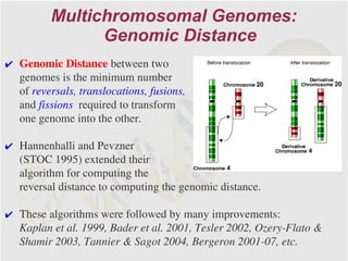 Multichromosomal Genomes:
                Genomic Distance
✔ Genomic Distance between two
  genomes is the minimum number
  of reversals, translocations, fusions,
  and fissions required to transform
  one genome into the other.

✔ Hannenhalli and Pevzner
  (STOC 1995) extended their
  algorithm for computing the
  reversal distance to computing the genomic distance.

✔ These algorithms were followed by many improvements:
  Kaplan et al. 1999, Bader et al. 2001, Tesler 2002, Ozery-Flato &
  Shamir 2003, Tannier & Sagot 2004, Bergeron 2001-07, etc.
 