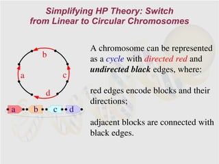 Simplifying HP Theory: Switch
        from Linear to Circular Chromosomes


                            A chromosome can be represented
            b               as a cycle with directed red and
                            undirected black edges, where:
    a               c

            d               red edges encode blocks and their
                            directions;
a       b       c       d
                            adjacent blocks are connected with
                            black edges.
 
