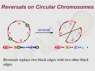 Reversals on Circular Chromosomes


             b                                      b
                             reversal
     a               c                      a               c
             d                                      d
 a       b       c       d              a       b       d       c


Reversals replace two black edges with two other black
edges
 