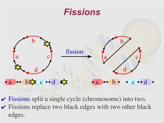 Fissions


              b                                     b
                              fission
      a               c                     a               c
              d                                     d
  a       b       c       d             a       b       c       d

✔ Fissions split a single cycle (chromosome) into two.
✔ Fissions replace two black edges with two other black
  edges.
 