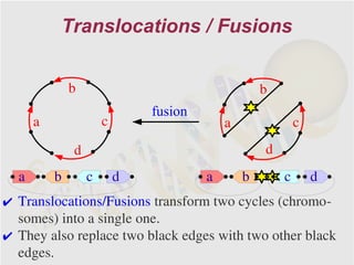 Translocations / Fusions


              b                                    b
                              fusion
      a               c                    a               c
              d                                    d
  a       b       c       d            a       b       c       d
✔ Translocations/Fusions transform two cycles (chromo-
  somes) into a single one.
✔ They also replace two black edges with two other black
  edges.
 