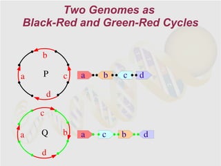Two Genomes as
Black-Red and Green-Red Cycles

    b

a   P       c   a   b   c   d

        d

    c

a   Q       b   a   c   b   d

    d
 