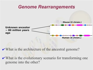 Genome Rearrangements


                                        Mouse (X chrom.)

  Unknown ancestor
  ~ 80 million years
  ago
                                       Human (X chrom.)




✔ What is the architecture of the ancestral genome?

✔ What is the evolutionary scenario for transforming one
  genome into the other?
 
