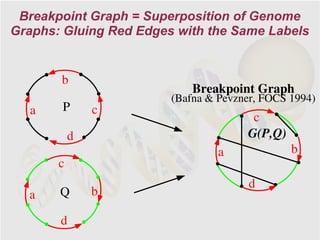 Breakpoint Graph = Superposition of Genome
Graphs: Gluing Red Edges with the Same Labels


       b
                            Breakpoint Graph
                        (Bafna & Pevzner, FOCS 1994)
  a    P       c
                                       c
           d                          G(P,Q)
                                 a             b
       c
                                       d
  a    Q       b

       d
 