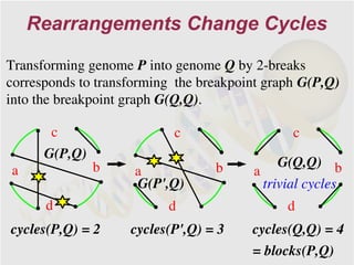 Rearrangements Change Cycles

Transforming genome P into genome Q by 2-breaks
corresponds to transforming the breakpoint graph G(P,Q)
into the breakpoint graph G(Q,Q).

       c                   c                   c
      G(P,Q)
               b                  b          G(Q,Q) b
a                    a                  a
                     G(P',Q)              trivial cycles
      d                   d                   d
cycles(P,Q) = 2     cycles(P',Q) = 3    cycles(Q,Q) = 4
                                        = blocks(P,Q)
 