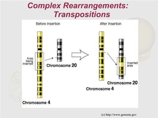 Complex Rearrangements:
     Transpositions




                (с) http://www.genome.gov
 
