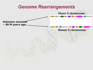 Genome Rearrangements
                       Mouse X chromosome

Unknown ancestor
~ 80 M years ago

                       Human X chromosome
 
