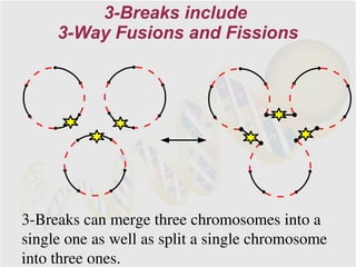 3-Breaks include
     3-Way Fusions and Fissions




3-Breaks can merge three chromosomes into a
single one as well as split a single chromosome
into three ones.
 