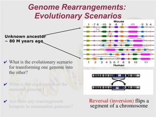 Genome Rearrangements:
             Evolutionary Scenarios

Unknown ancestor
~ 80 M years ago




✔ What is the evolutionary scenario
  for transforming one genome into
  the other?

✔ What is the organization of the
  ancestral genome?

✔ Are there any rearrangement         Reversal (inversion) flips a
  hotspots in mammalian genomes?      segment of a chromosome
 