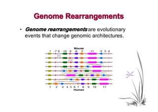 Genome Rearrangements
• Genome rearrangements are evolutionary
  events that change genomic architectures.
 
