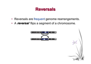 Reversals

• Reversals are frequent genome rearrangements.
• A reversal flips a segment of a chromosome.
 