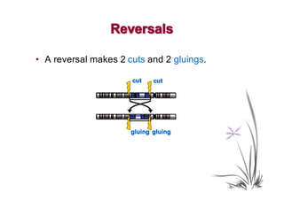 Reversals

• A reversal makes 2 cuts and 2 gluings.

                      cut    cut




                      gluing gluing
 