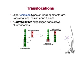 Translocations
• Other common types of rearrangements are
  translocations, fissions and fusions.
• A translocation exchanges parts of two
  chromosomes.
 