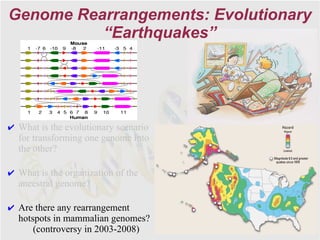 Genome Rearrangements: Evolutionary
          “Earthquakes”




✔ What is the evolutionary scenario
  for transforming one genome into
  the other?

✔ What is the organization of the
  ancestral genome?

✔ Are there any rearrangement
  hotspots in mammalian genomes?
      (controversy in 2003-2008)
 