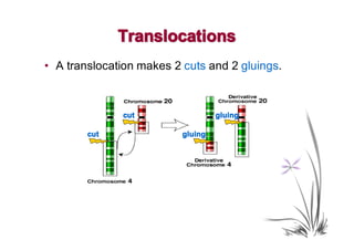 Translocations
• A translocation makes 2 cuts and 2 gluings.



              cut                  gluing

        cut               gluing
 