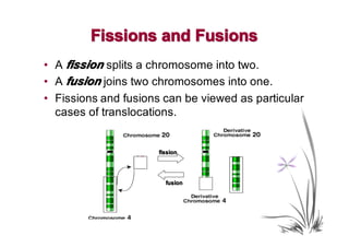 Fissions and Fusions
• A fission splits a chromosome into two.
• A fusion joins two chromosomes into one.
• Fissions and fusions can be viewed as particular
  cases of translocations.


                      fission




                        fusion
 