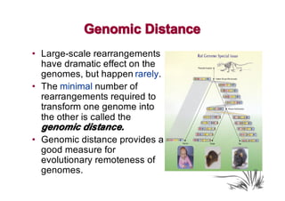Genomic Distance
• Large-scale rearrangements
  have dramatic effect on the
  genomes, but happen rarely.
• The minimal number of
  rearrangements required to
  transform one genome into
  the other is called the
  genomic distance.
• Genomic distance provides a
  good measure for
  evolutionary remoteness of
  genomes.
 