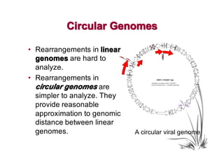 Circular Genomes

• Rearrangements in linear
  genomes are hard to
  analyze.
• Rearrangements in
  circular genomes are
  simpler to analyze. They
  provide reasonable
  approximation to genomic
  distance between linear
  genomes.                   A circular viral genome
 