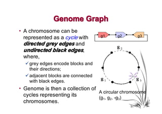 Genome Graph
• A chromosome can be
                                    g1   g2       g3
  represented as a cycle with
  directed grey edges and
  undirected black edges,
  where,
  � grey edges encode blocks and
    their directions;
  � adjacent blocks are connected
    with black edges.
• Genome is then a collection of
                                 A circular chromosome
  cycles representing its        (g1, g2, -g3)
  chromosomes.
 