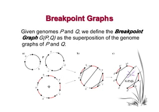 Breakpoint Graph s
Given genomes P and Q, we define the Breakpoint
Graph G(P,Q) as the superposition of the genome
graphs of P and Q.
 