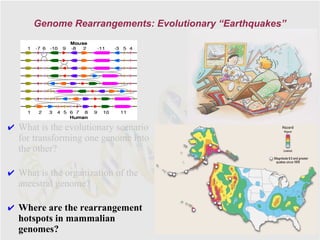 Genome Rearrangements: Evolutionary “Earthquakes”




✔ What is the evolutionary scenario
  for transforming one genome into
  the other?

✔ What is the organization of the
  ancestral genome?

✔ Where are the rearrangement
  hotspots in mammalian
  genomes?
 