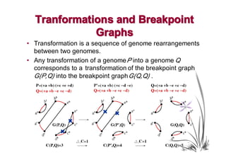 Tranformation s and Breakpoint
             Graphs
• Transformation is a sequence of genome rearrangements
  between two genomes.
• Any transformation of a genome P into a genome Q
  corresponds to a transformation of the breakpoint graph
  G(P,Q) into the breakpoint graph G(Q,Q) .




                         ×   ×
               ×
           ×
 