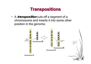 Transpositions
• A transposition cuts off a segment of a
  chromosome and inserts it into some other
  position in the genome.
 