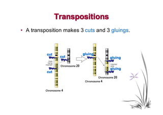 Transpositions
• A transposition makes 3 cuts and 3 gluings.



          cut            gluing
                 cut                gluing


                                    gluing
          cut
 