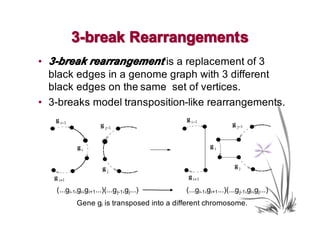 3-break Rearrangement s
• 3-break rearrangement is a replacement of 3
  black edges in a genome graph with 3 different
  black edges on the same set of vertices.
• 3-breaks model transposition-like rearrangements.




   (...gi-1,gi,gi+1...)(...g j-1,gj...)    (...gi-1,gi+1...)(...g j-1,gi,gj...)
           Gene gi is transposed into a different chromosome.
 