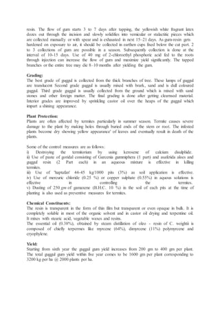 resin. The flow of gum starts 3 to 7 days after tapping, the yellowish white fragrant latex
dozes out through the incision and slowly solidifies into vemicular or stalactitic pieces which
are collected manually or with spear and is exhausted in next 15–21 days. As gum-resin gets
hardened on exposure to air, it should be collected in earthen cups fixed below the cut part. 2
to 3 collections of gum are possible in a season. Subsequently collection is done at the
interval of 10-15 days. Use of 40 mg of 2-chloroethyl phosphoric acid fed to the roots
through injection can increase the flow of gum and maximize yield significantly. The tapped
branches or the entire tree may die 8–10 months after yielding the gum.
Grading:
The best grade of guggul is collected from the thick branches of tree. These lumps of guggul
are translucent Second grade guggul is usually mixed with brark, sand and is dull coloured
guggul. Third grade guggul is usually collected from the ground which is mixed with sand
stones and other foreign matter. The final grading is done after getting clearnsed material.
Interior grades are improved by sprinkling castor oil over the heaps of the guggul which
impart a shining appearance.
Plant Protection:
Plants are often affected by termites particularly in summer season. Termite causes severe
damage to the plant by making holes through buried ends of the stem or root. The infested
plants become dry showing yellow appearance' of leaves and eventually result in death of the
plants.
Some of the control measures are as follows:
i) Destroying the termitorium by using kerosene of calcium disulphide.
ii) Use of paste of goridal consisting of Garcenia gummiphera (1 part) and asafetida aloes and
guggul resin (2 Part each) in an aqueous mixture is effective in killing
termites.
iii) Use of 'haptafan' 44-45 kg/1000 pits (3%) as soil application is effective.
iv) Use of mercuric chloride (0.25 %) or copper sulphate (0.55%) in aquous solutions is
effective in controlling the termites.
v) Dusting of 250 gm of gamaxene (B.H.C. 10 %) in the soil of each pits at the time of
planting is also used as preventive measures for termites.
Chemical Constituents:
The resin is transparent in the form of thin film but transparent or even opaque in bulk. It is
completely soluble in most of the organic solvent and in castor oil drying and terpentine oil.
It mixes with stearic acid, vegetable waxes and resins.
The essential oil (0.38%), obtained by steam distillation of oleo - resin of C. weightii is
composed of chiefly terpermes like myrcene (64%), dimyrcene (11%) polymyrcene and
cryophylene.
Yield:
Starting from sixth year the guggul gum yield increases from 200 gm to 400 gm per plant.
The total guggul gum yield within five year comes to be 1600 gm per plant corresponding to
3200 kg per ha @ 2000 plants per ha.
 