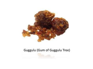 Guggulu (Gum of Guggulu Tree)
 